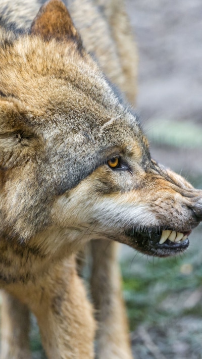 Animal Wolf, Snarl, 1440x2560