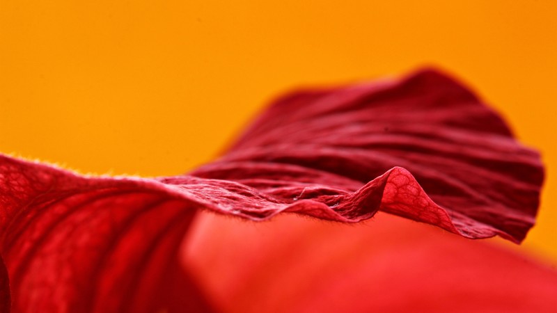 macro, flower, 4k