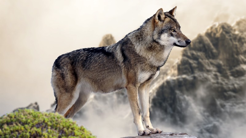 wolf, mountain, 4k
