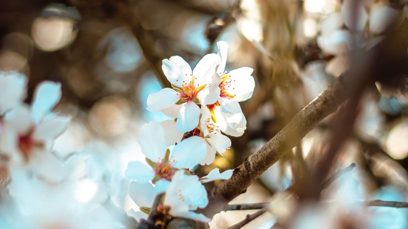 flowers, branch, bloom, spring, boke, 4k