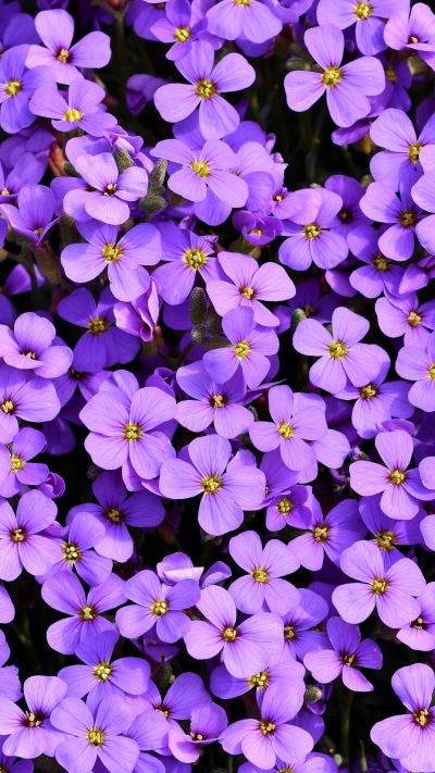 Earth Flower, Plant, Purple Flower, Aubrieta, 1440x2560