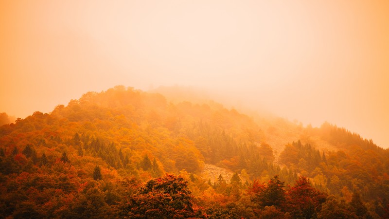 fog, autumn, forest, mountain, 4K