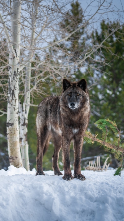 Animal Wolf, Snow, 1440x2560