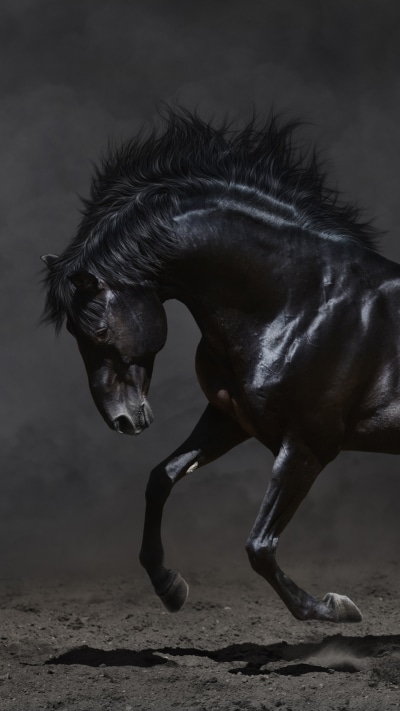 Animal Horse, 1440x2560