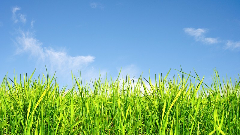 grass, sky, 4K