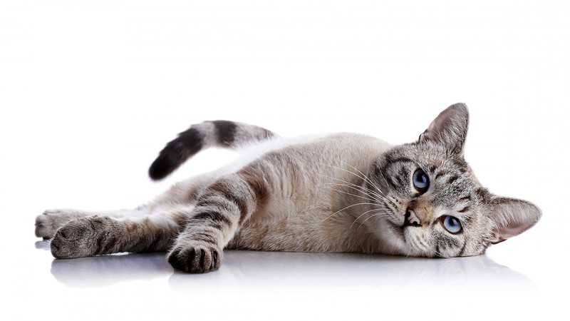 cat, cute animals, 4K