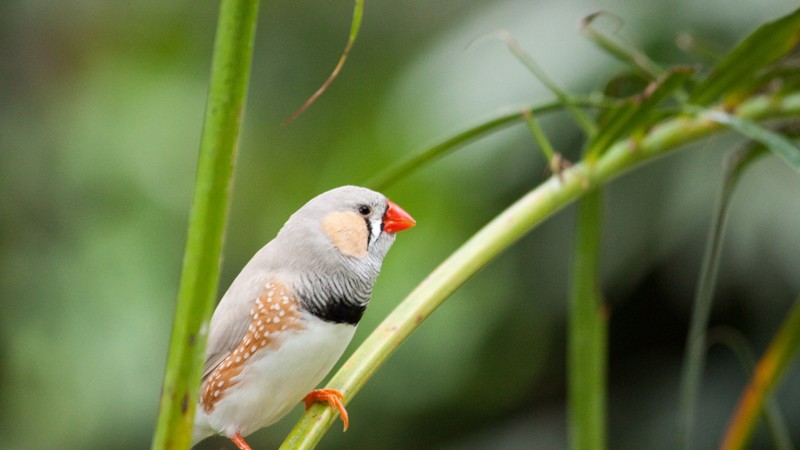zebra finch, bird, 4k