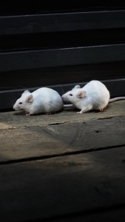 Animal Mouse, 1440x2560