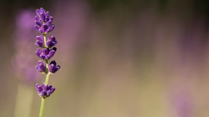 macro, flower, 4k