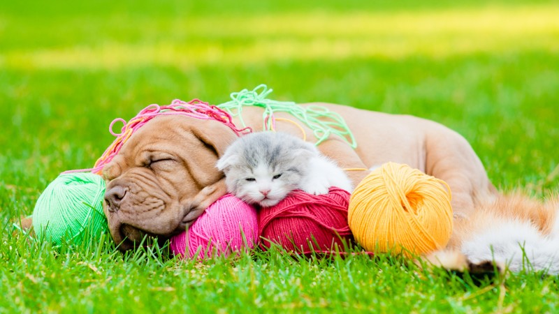puppy, kitten, funny animals, 4K