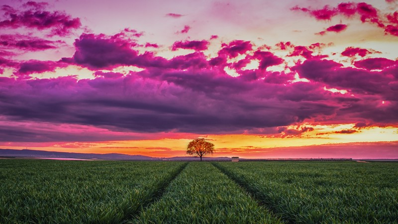 sunset, field, grass, sky, clouds, 4k