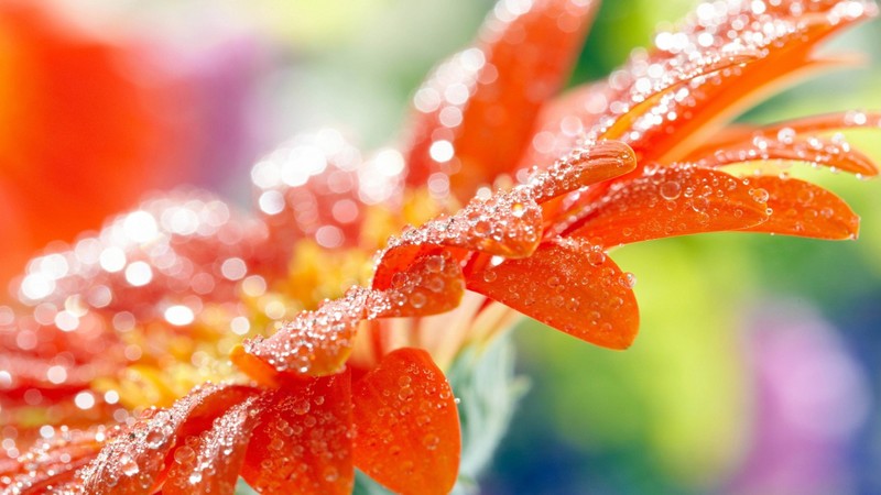 macro, flower, drops, dew, 4k