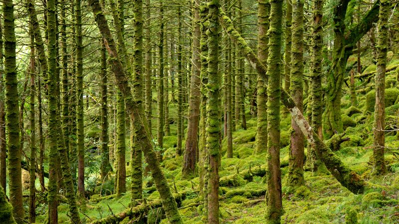 trees, moss, forest, branches, 4k