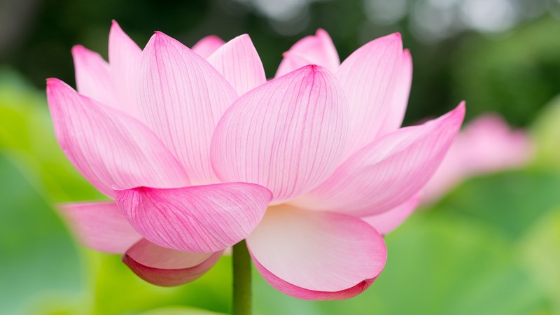 lotus, flower, 4k