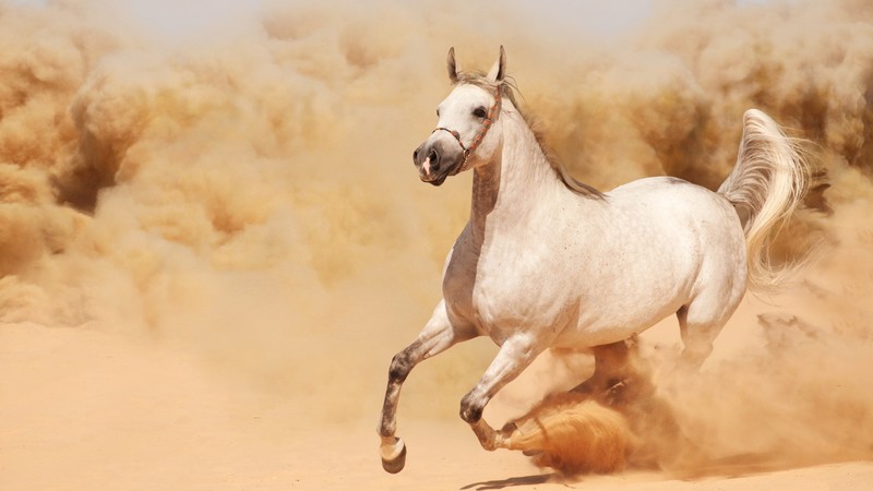 horse, 4K
