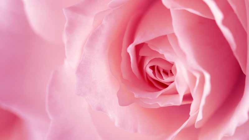 flower, rose, pink, 4k