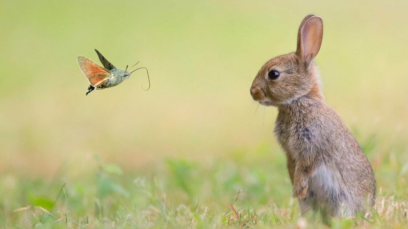 rabbit, cute animals, butterfly, 4k