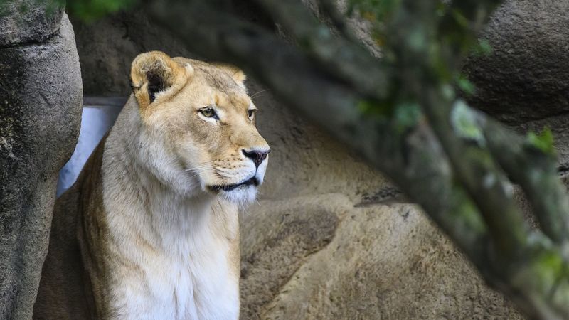 lioness, big cat, face, 4k