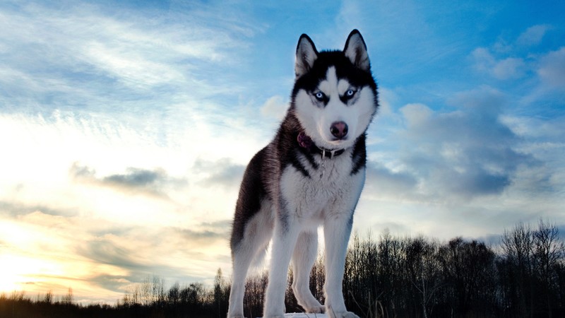 Husky, dog, cute animals, 4k