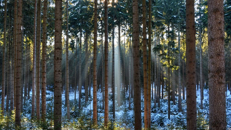 Pines, 4K, wood, sunlight, sunrise