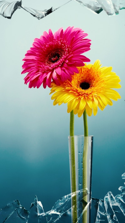 Man Made Flower, Gerbera, Window, Broken Glass, 1440x2560