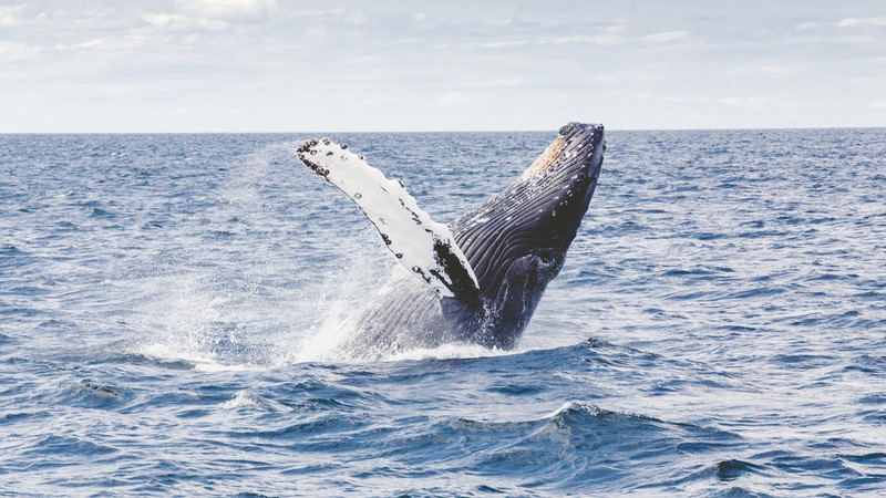 whale, 4k, ocean