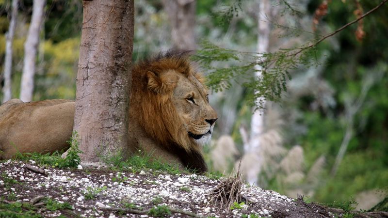 lion, big cat, tree, branch, 4k