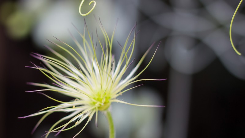 Flowers, 4K, macro, blur