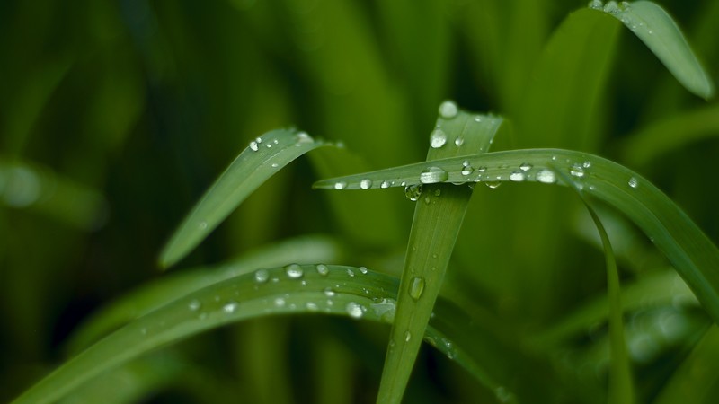 Grass, HD, macro, drops, green