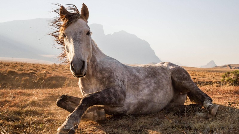 Horse, Sehlabathebe National Park, Lesotho, National Geographic Traveler Photo Contest