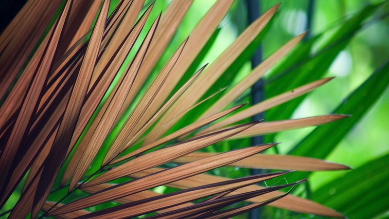 leaves, green, 4k