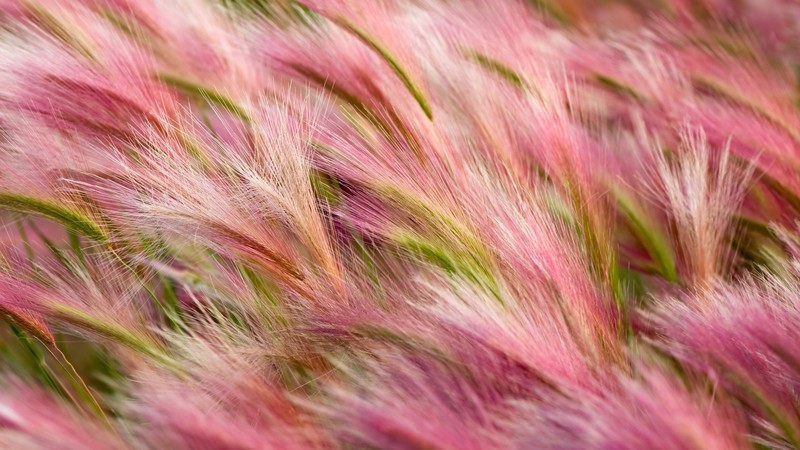ears, 4k, wind, pink, wheat, OSX