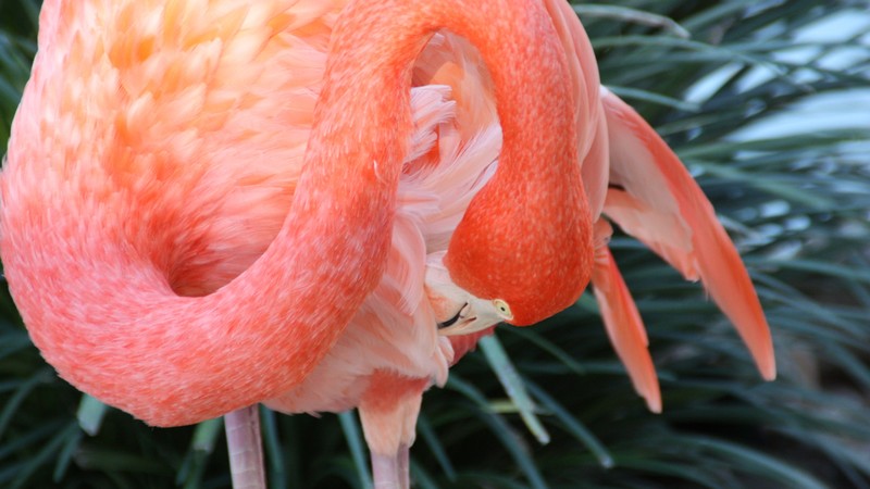 Flamingo, HD, Sun Diego, zoo, bird, red, plumage, tourism, pond