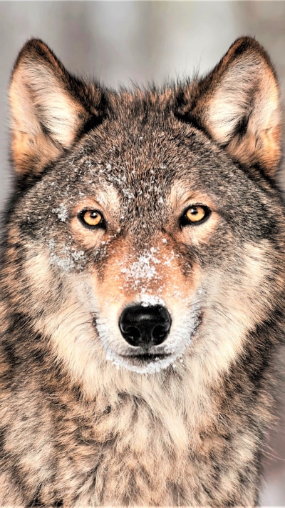 Animal Wolf, Stare, 1440x2560