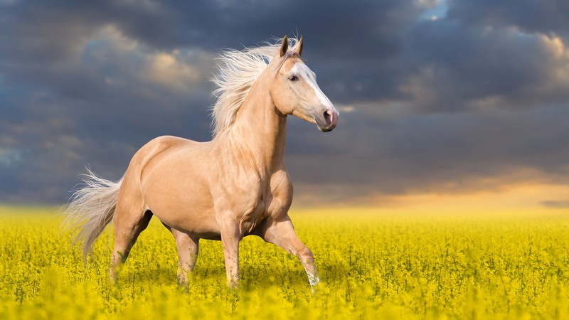 Horse, cute animals, 4K