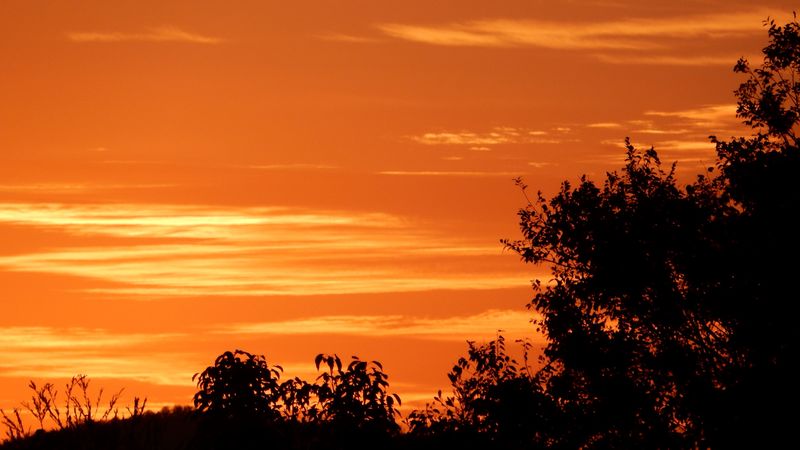 bushes, sunset, silhouette, 4k
