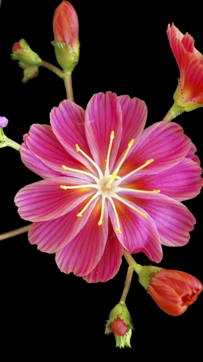 Earth Flower, Purple Flower, Pink Flower, Earth, 1440x2560