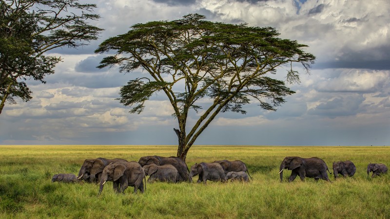 Elephant, 4K, savanna, tree, clouds