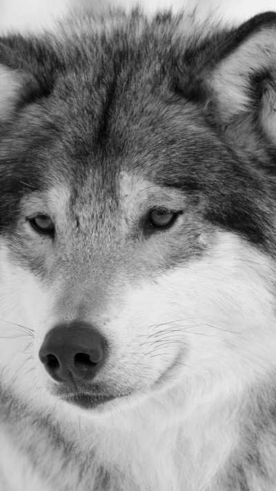 Animal Wolf, Muzzle, Face, 1440x2560