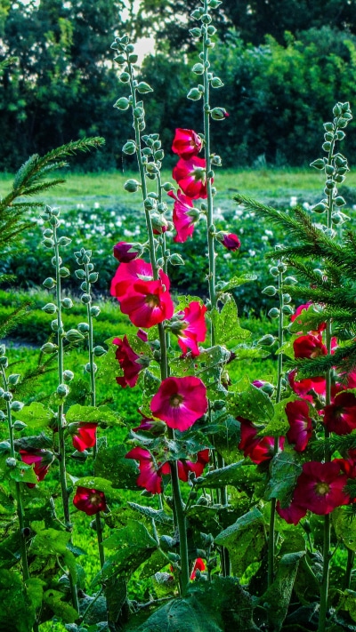 Earth Flower, 1440x2560