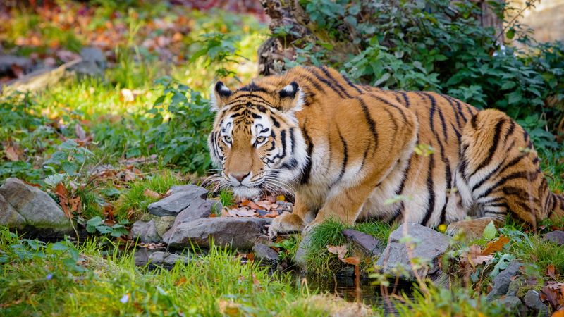 tiger, big cat, formidable, stripes, stones, 4k