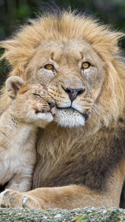 Animal Lion, Cub, Baby Animal, Love, 1440x2560