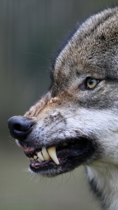 Animal Wolf, Snarl, 1440x2560