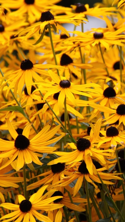 Earth Flower, Yellow Flower, 1440x2560