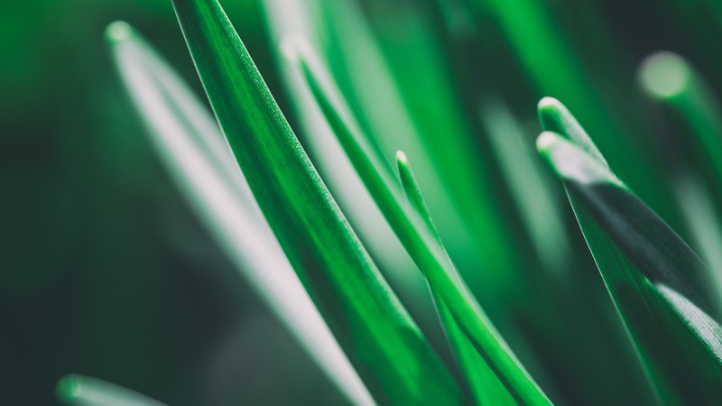 Grass, 4K, macro, green