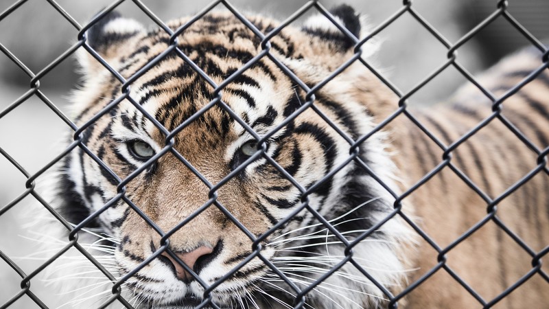 tiger, 4K