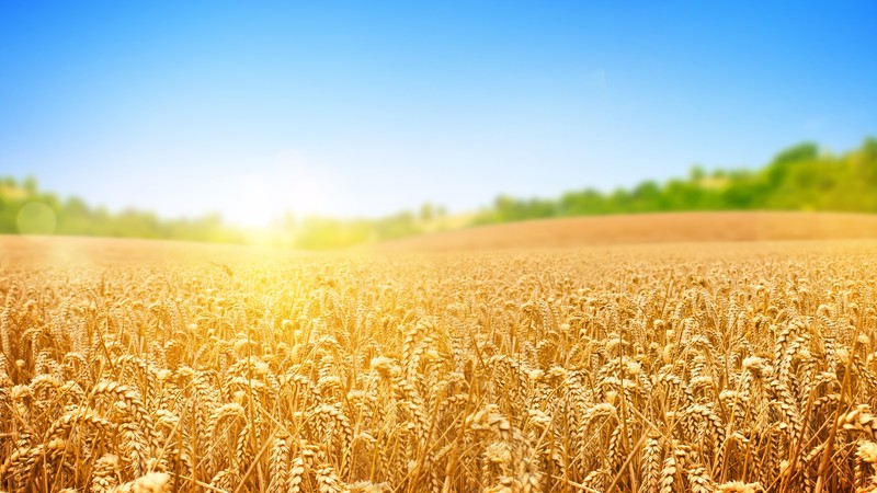 wheat, field, nature, sky, 4k
