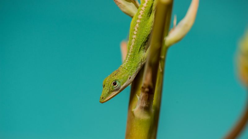 lizard, reptile, green, amphibian, 4k