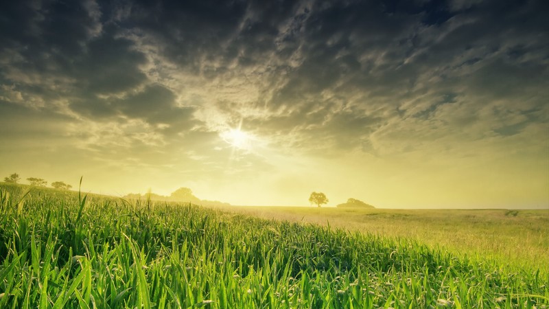 field, nature, sky, grass, 4k