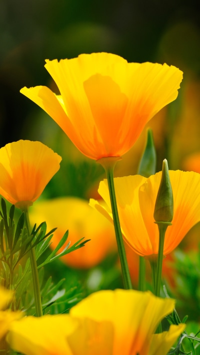 Earth Flower, Close-up, Nature, Yellow Flower, 1440x2560